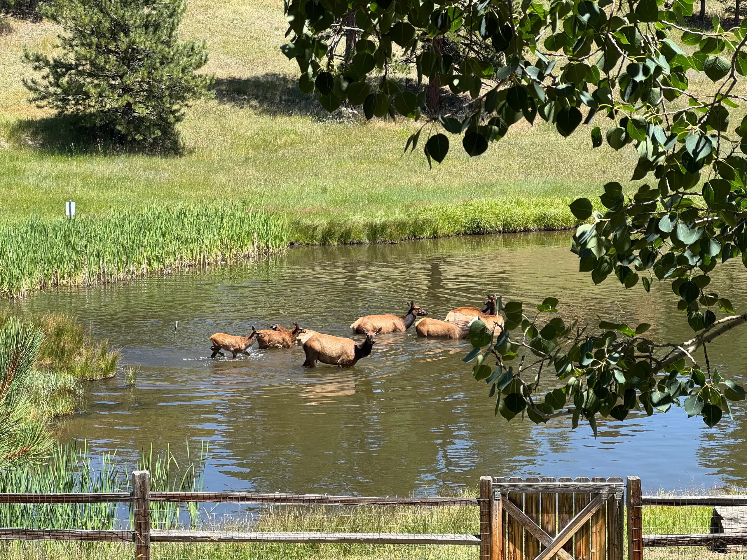 Elk in the pond next door — Evergreen Mountain House